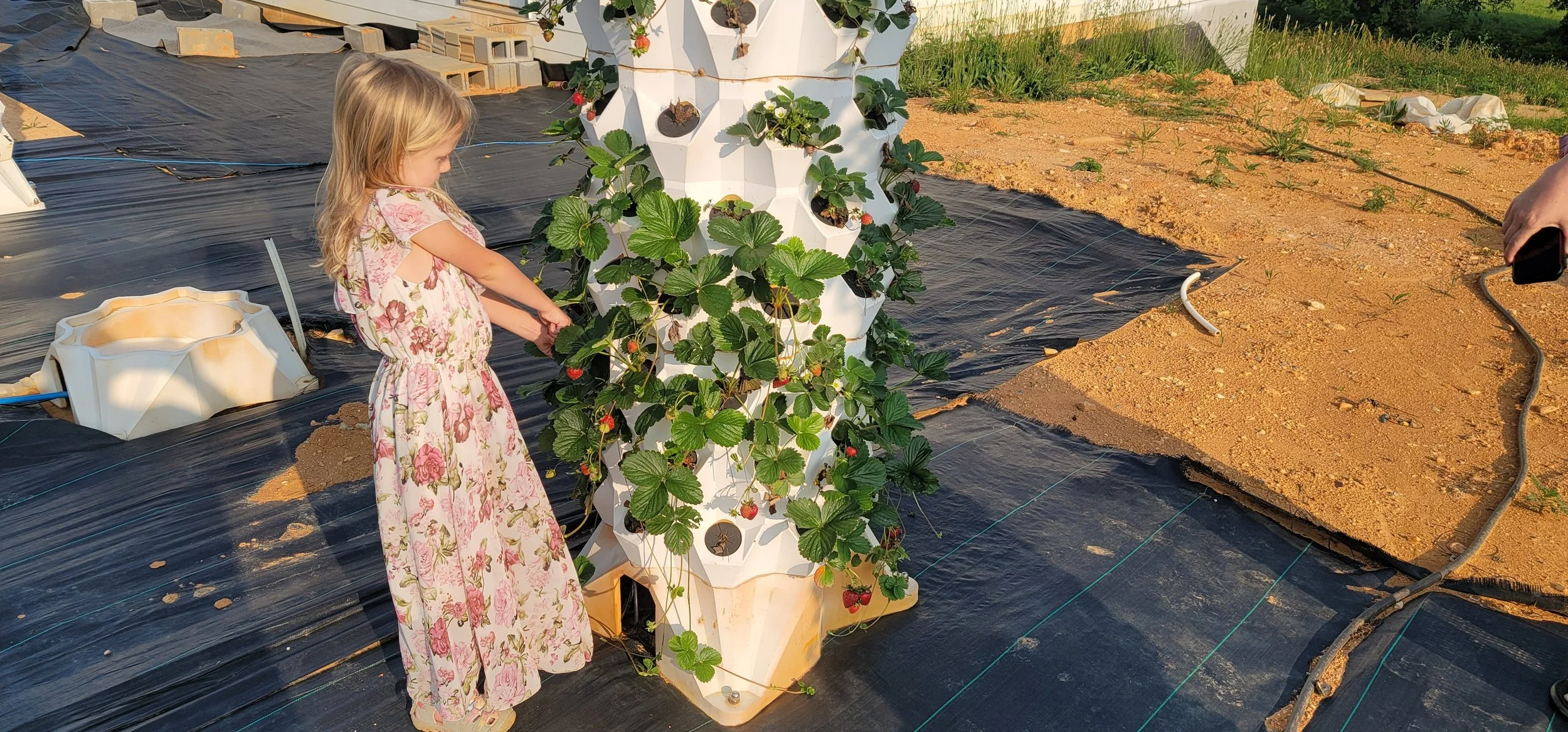 A child picking strawberries from a ProduceFactory tower