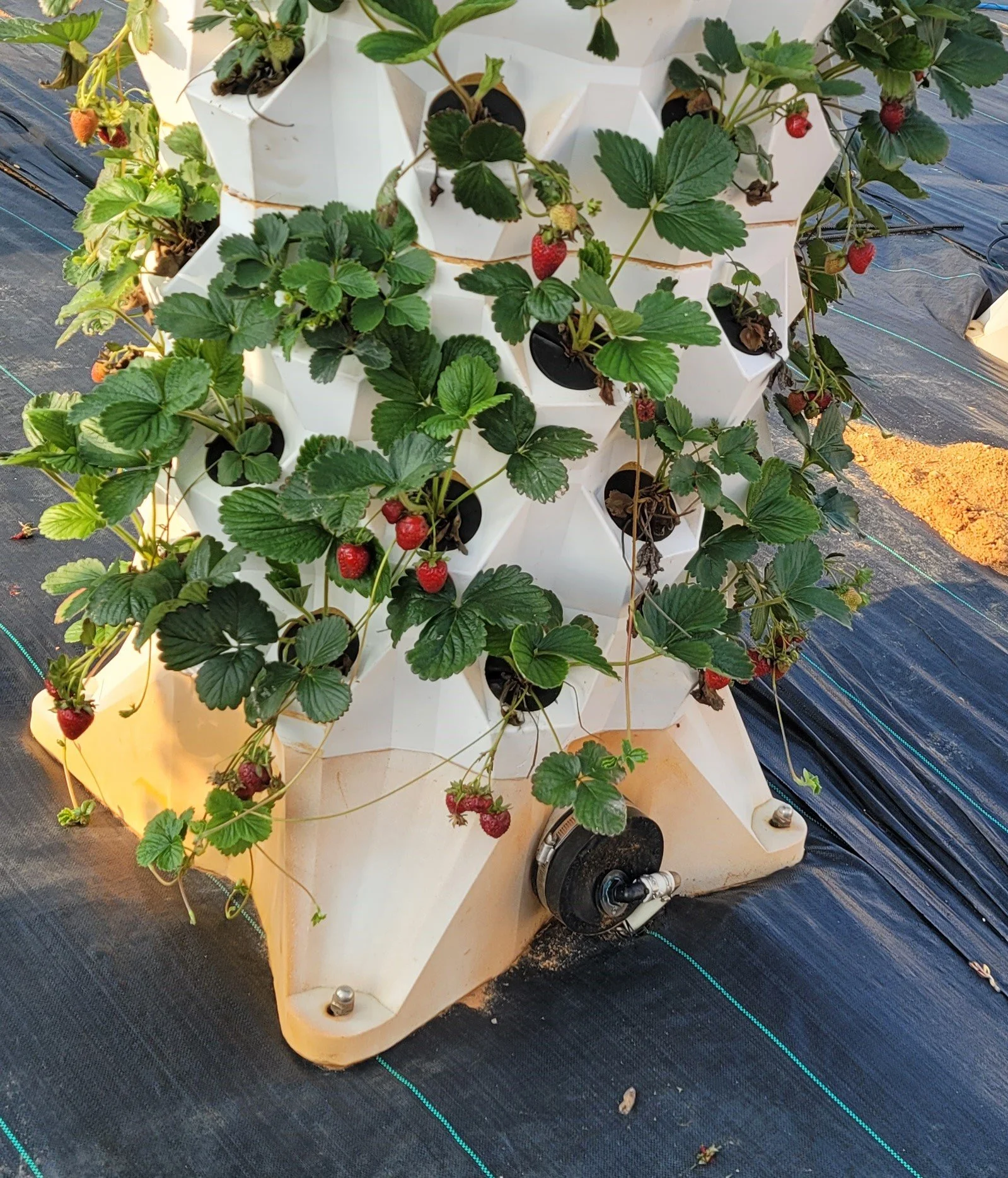 Strawberries fruiting on a ProduceFactory tower